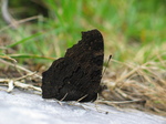 23733 Black butterfly.jpg